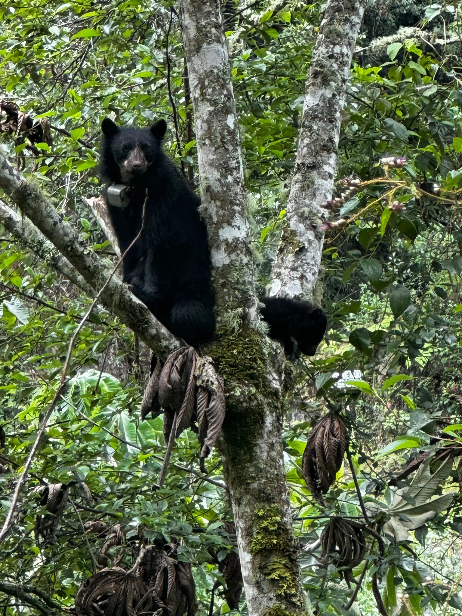 Tambopata National Reserve 2 Days